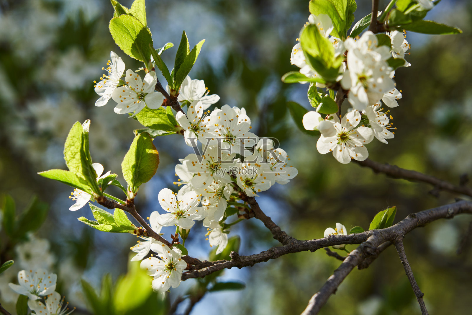 春天花园里盛开的苹果树。树上的白花特写照片摄影图片