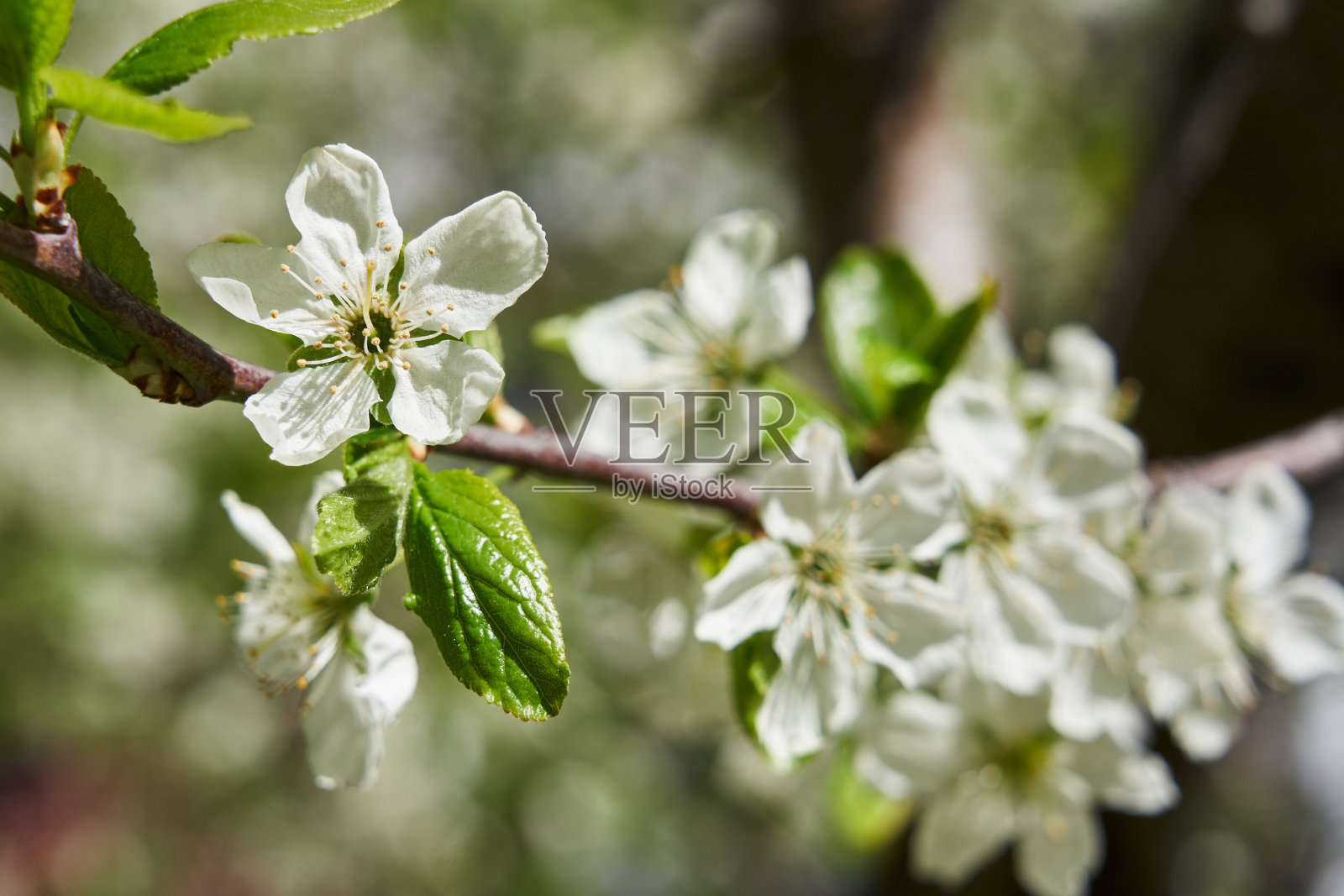 苹果树枝上绽开的花蕾。白色和淡粉色开放的花蕾在绿色的背景上，棕色的树枝上有大的花瓣。有些花已经凋谢了。照片摄影图片
