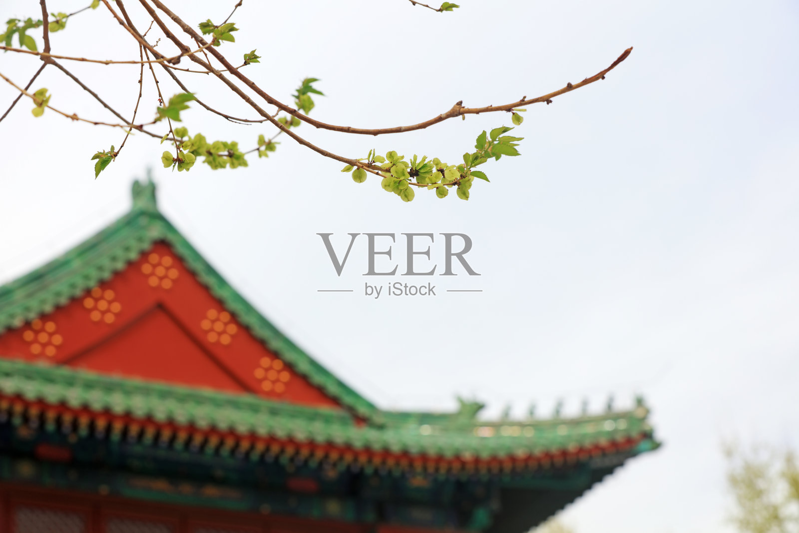 古建筑上的绿榆树叶照片摄影图片