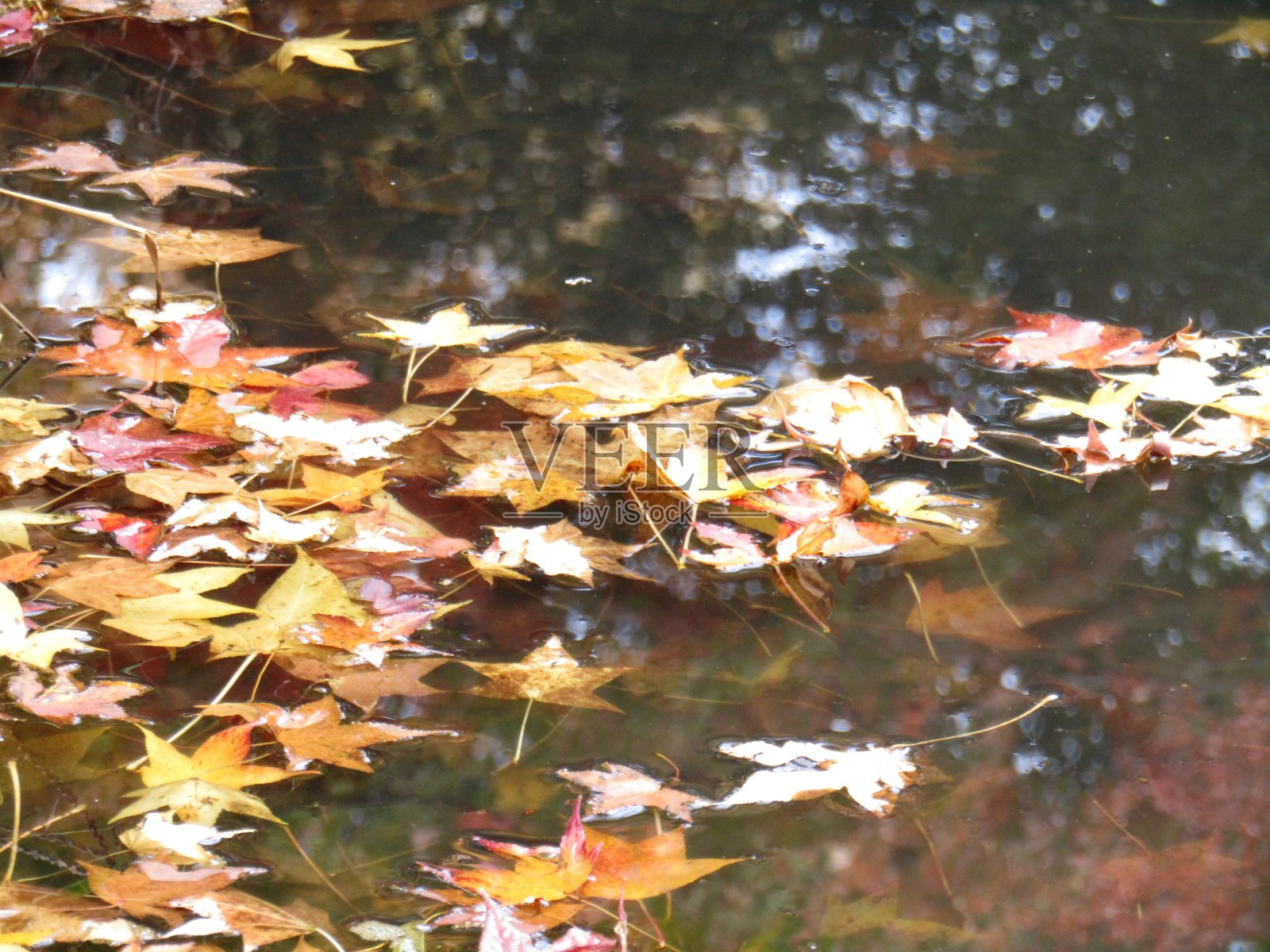 日本。11月。荷塘面上的枫叶。照片摄影图片