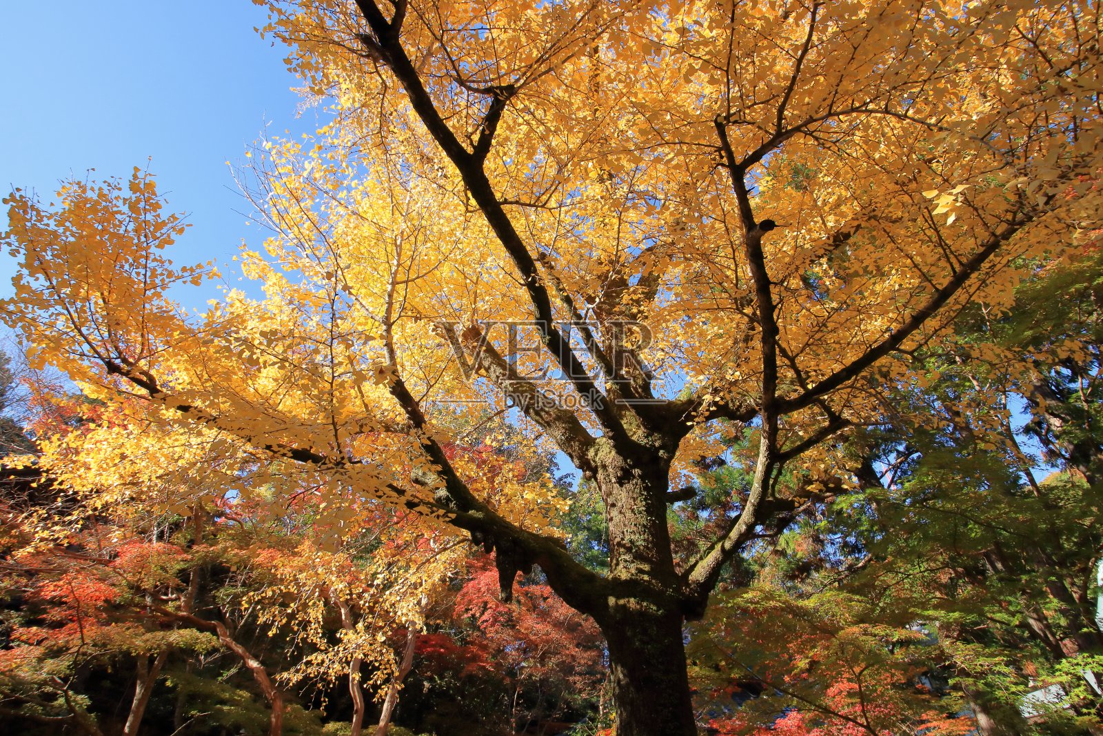 抬头望着辖区内的银杏树(高知县哥大山千栗寺)照片摄影图片