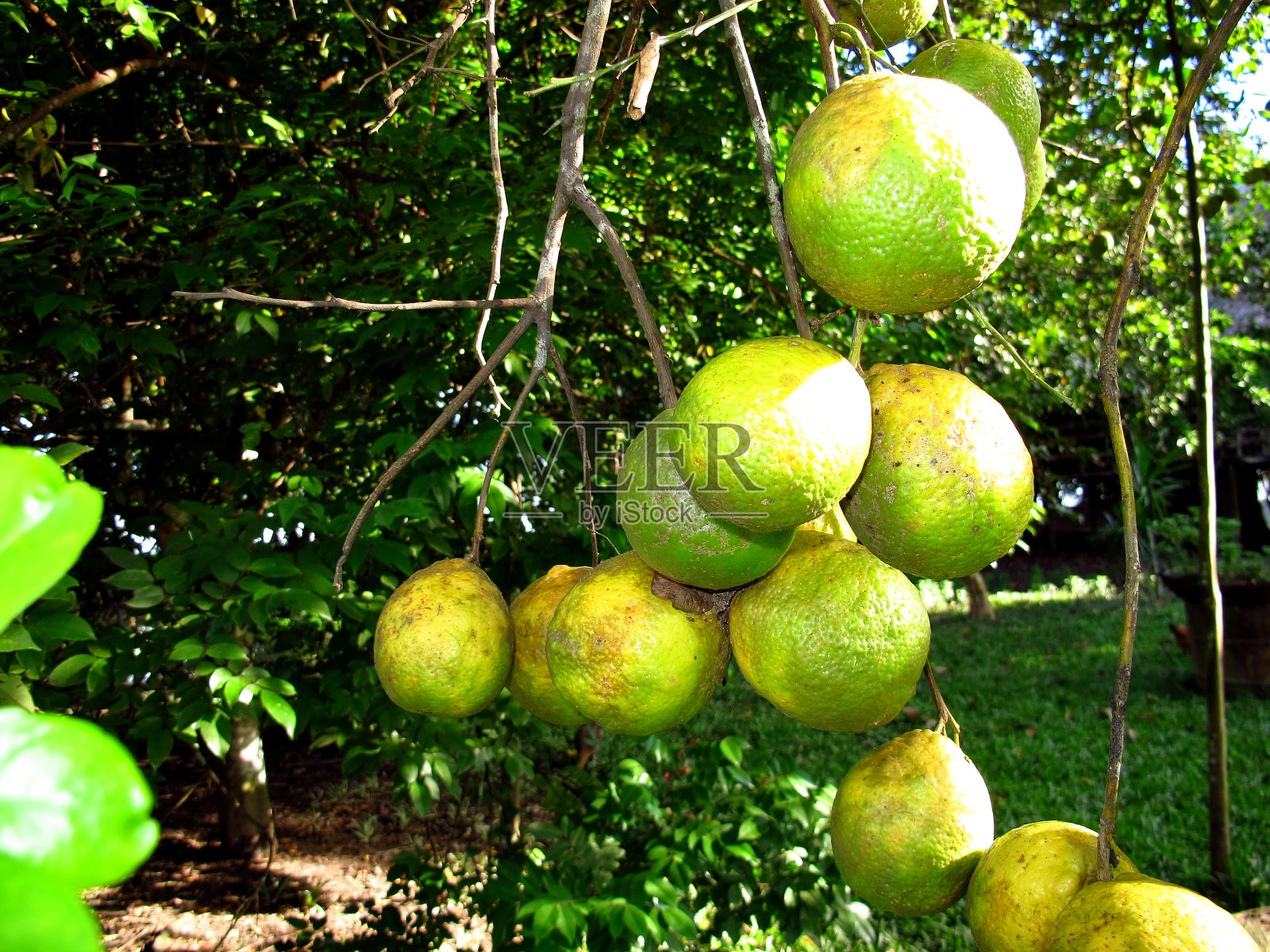 该植物位于南美洲秘鲁的亚马逊河上照片摄影图片