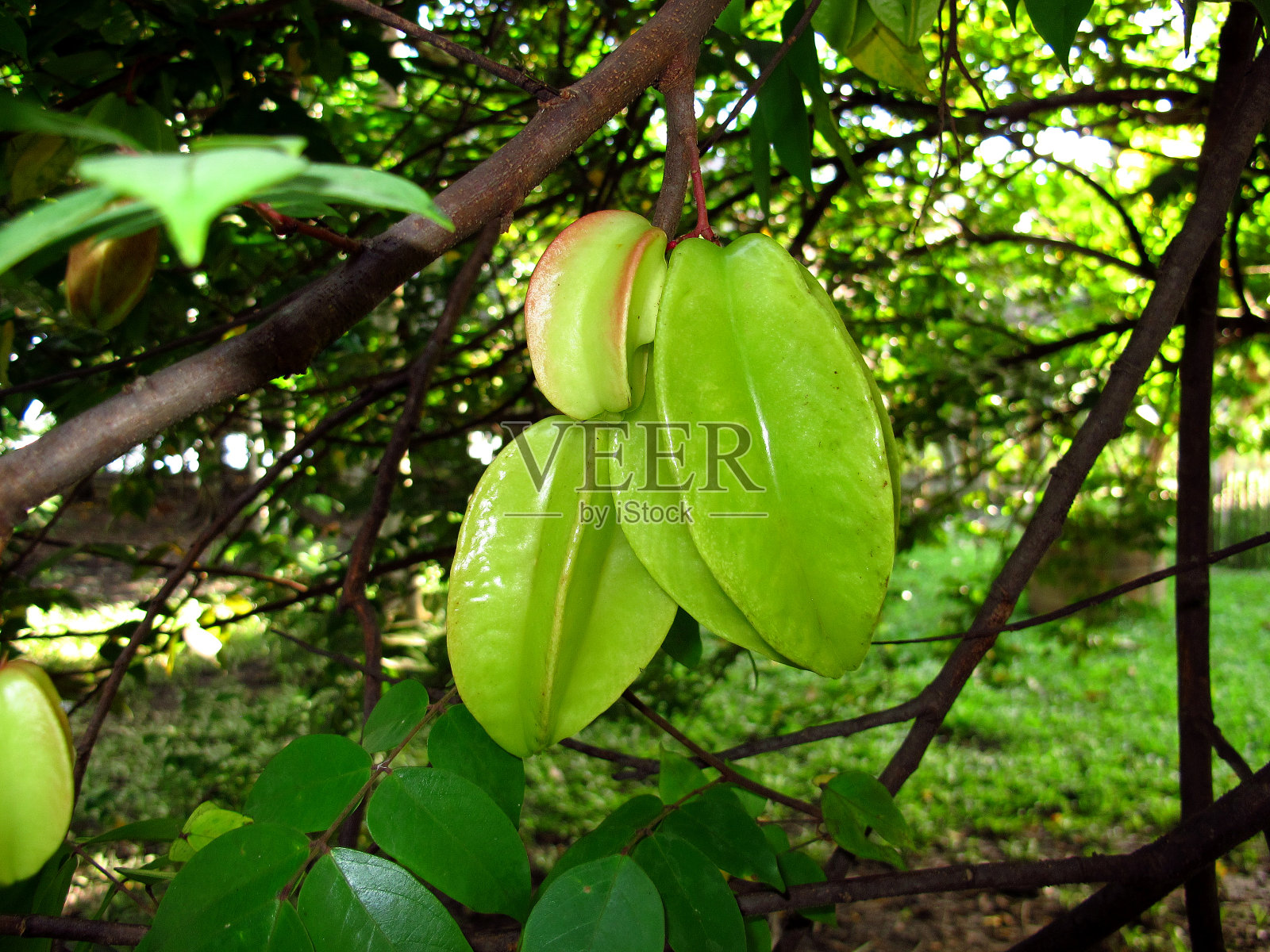 该植物位于南美洲秘鲁的亚马逊河上照片摄影图片