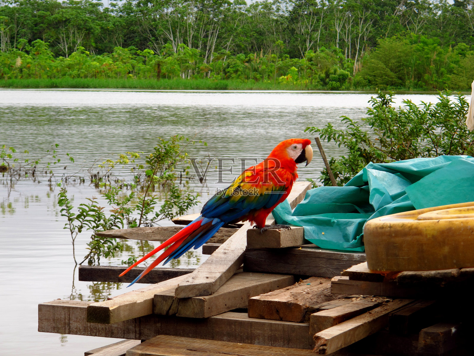 鹦鹉在亚马逊河，秘鲁，南美洲照片摄影图片