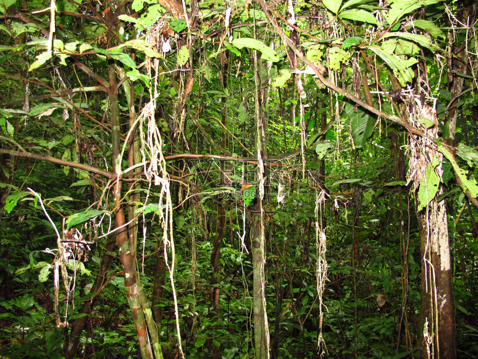 南美洲秘鲁亚马逊河上的丛林照片摄影图片