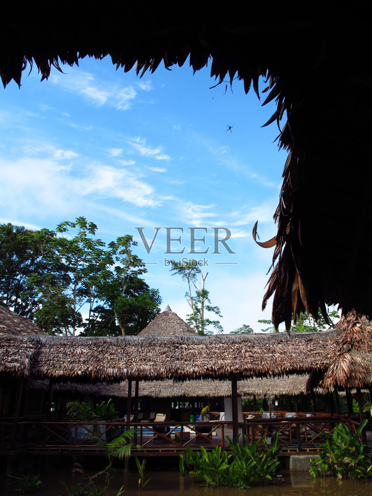 在秘鲁和巴西的亚马逊河上的小屋里的蜘蛛照片摄影图片