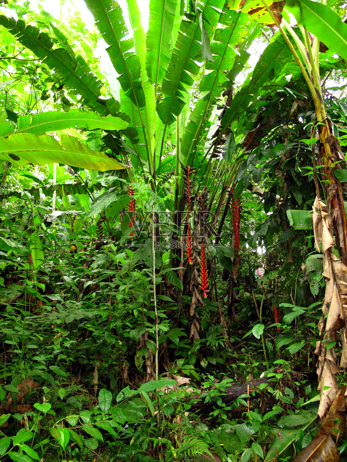 南美洲秘鲁亚马逊河上的丛林照片摄影图片