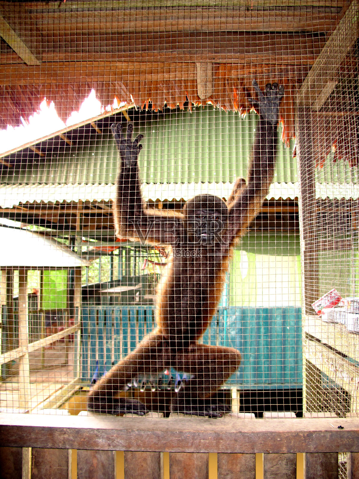 南美洲秘鲁亚马逊河上的猴子照片摄影图片