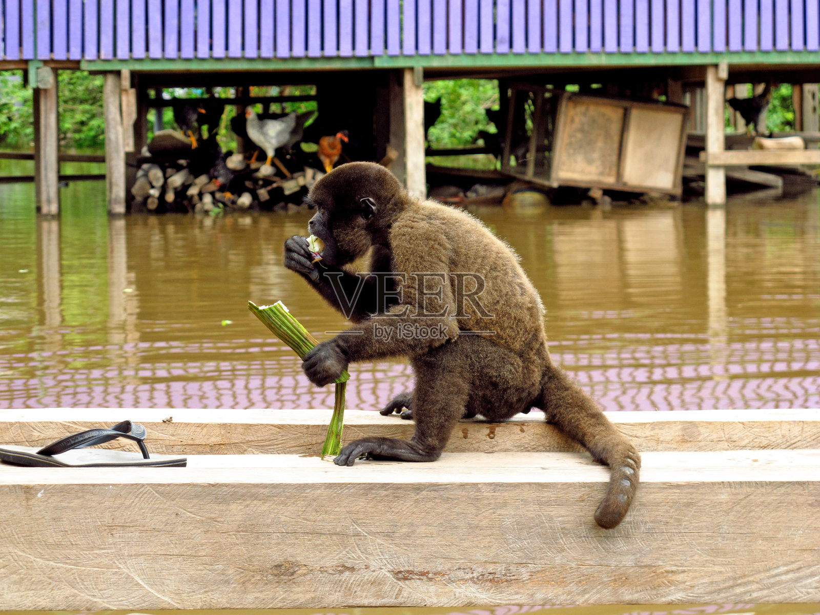 南美洲秘鲁亚马逊河上的猴子照片摄影图片