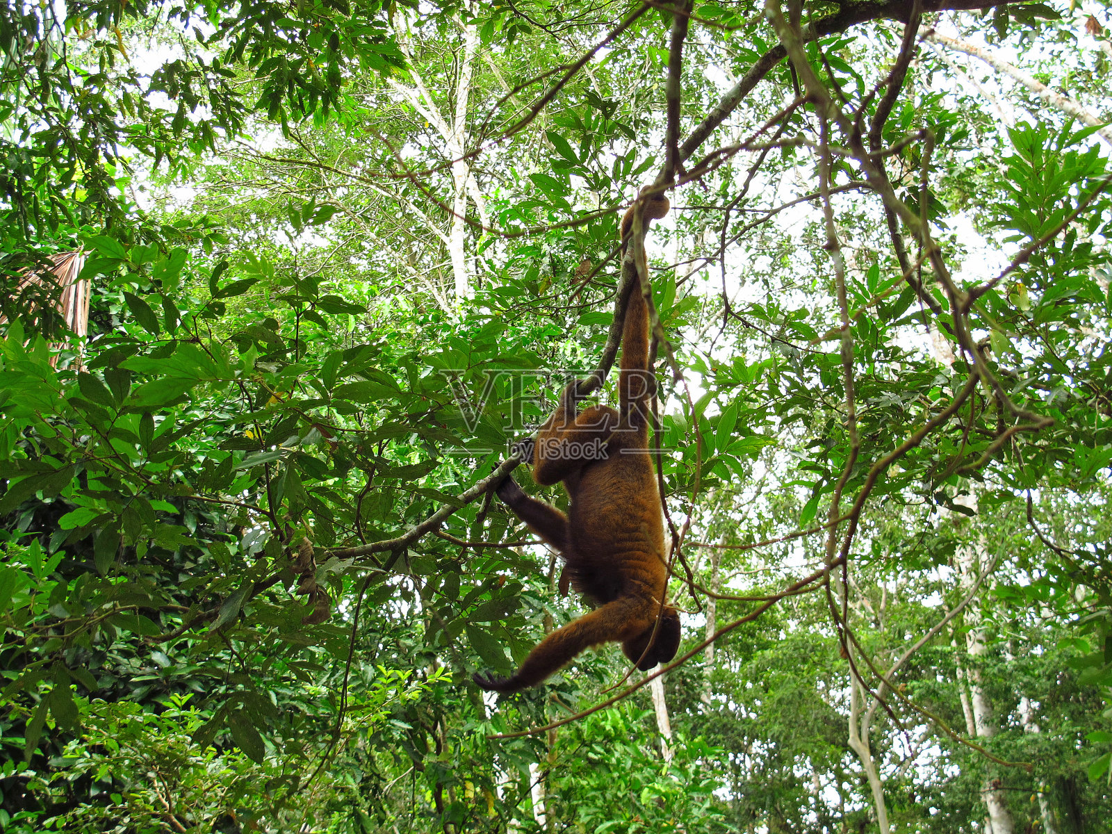 南美洲秘鲁亚马逊河上的猴子照片摄影图片