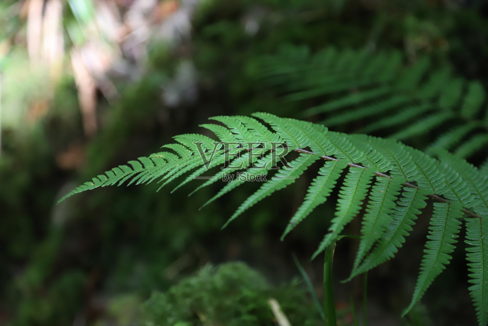 爱尔兰克里郡基拉尼国家公园里的一株蕨类植物照片摄影图片