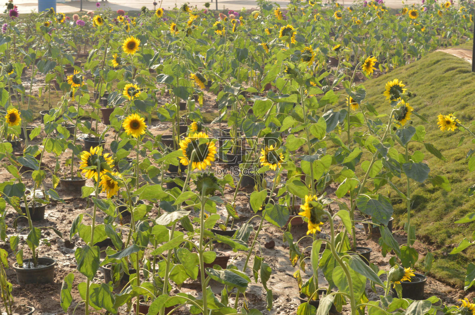 Flower Am 55照片摄影图片
