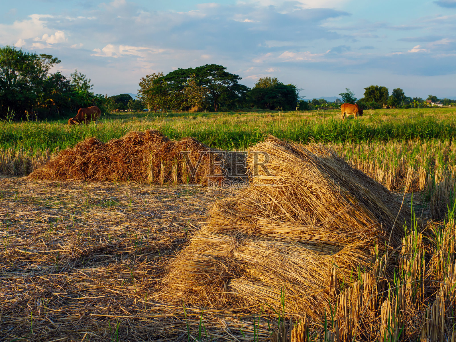 田野里的一堆稻草，奶牛和傍晚的天空照片摄影图片
