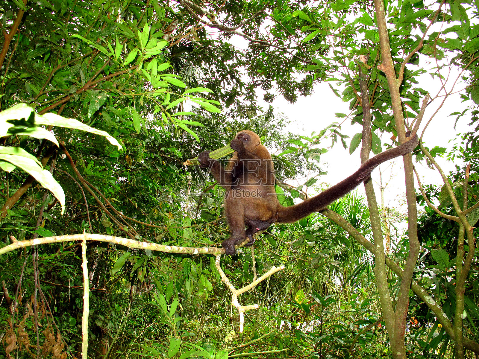 南美洲秘鲁亚马逊河上的猴子照片摄影图片