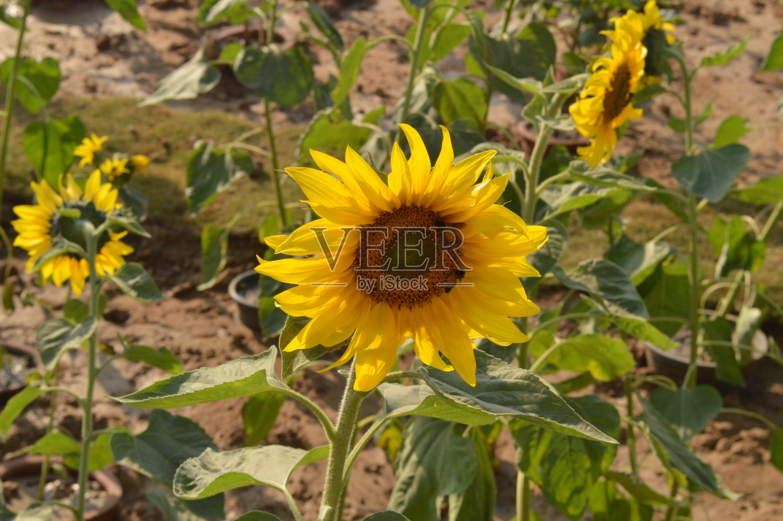 《花》51照片摄影图片