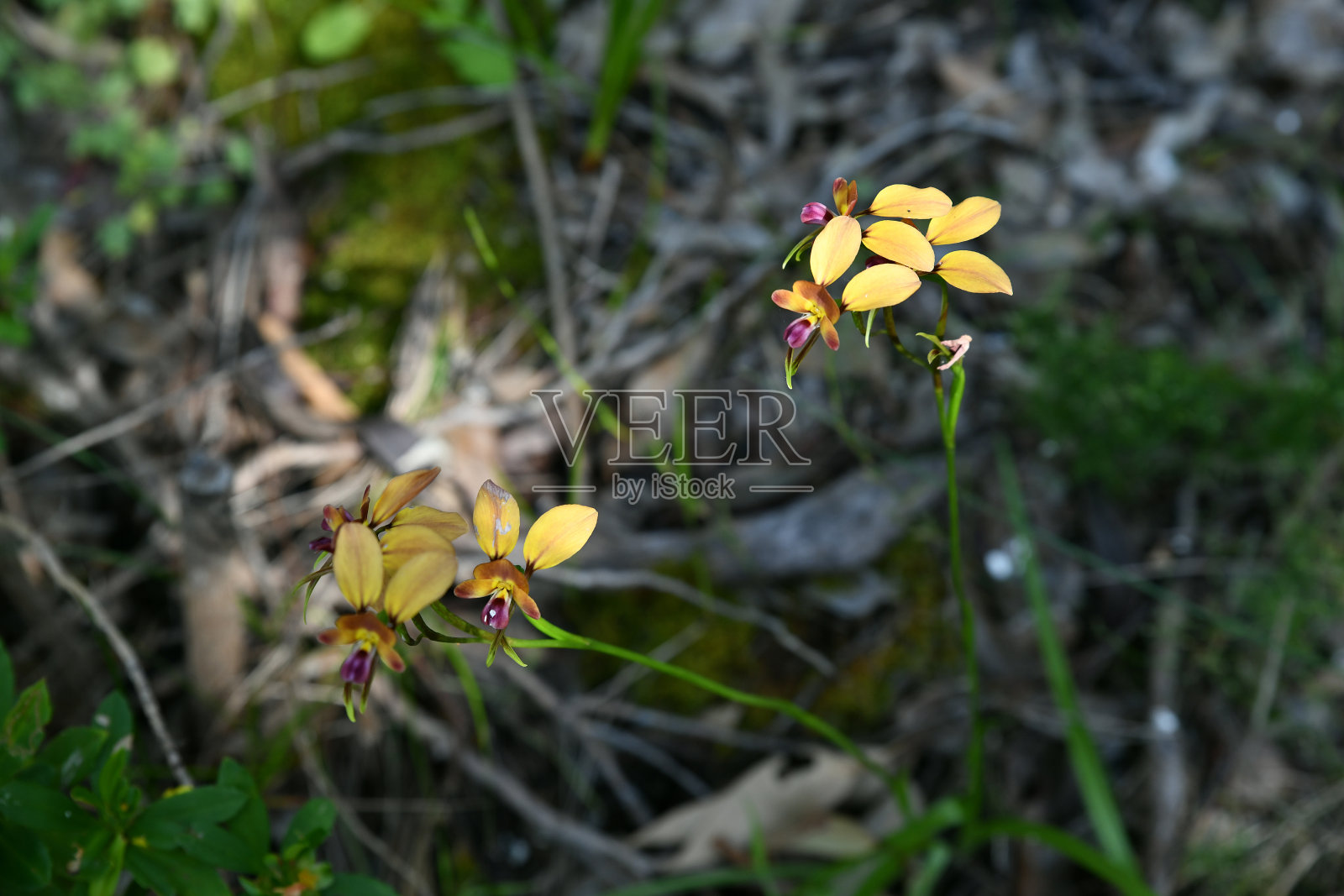 Diuris jonesii，俗称Dunsborough驴兰照片摄影图片