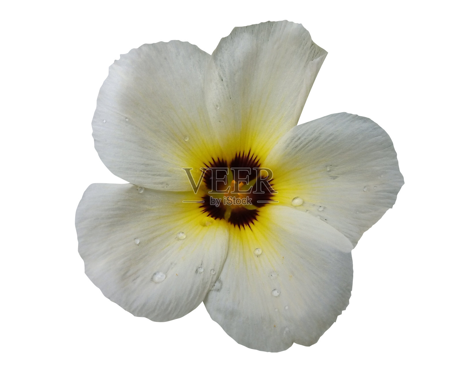 圆叶蕨，白色毛茛或硫桤木照片摄影图片