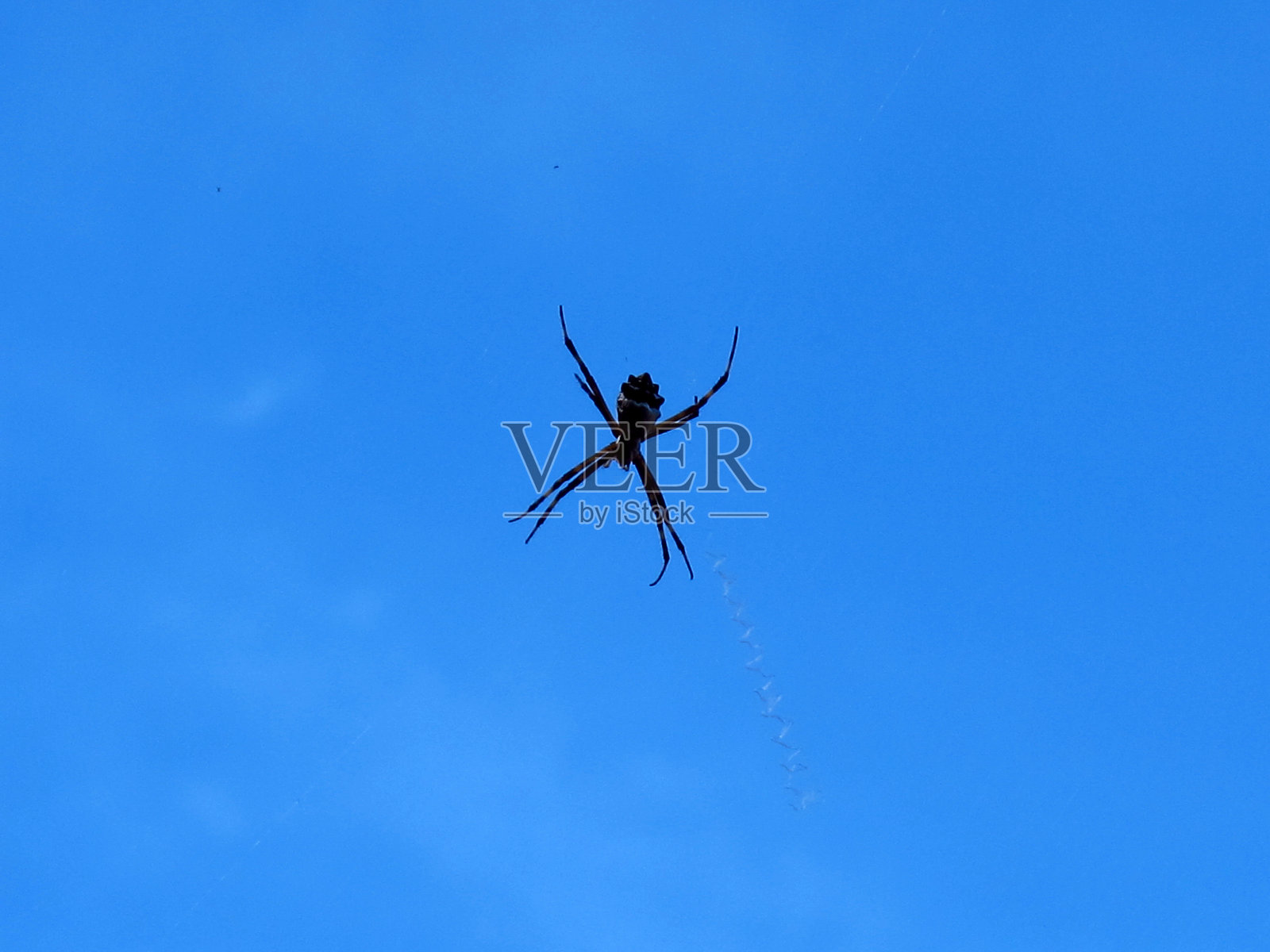 在秘鲁和巴西的亚马逊河上的小屋里的蜘蛛照片摄影图片