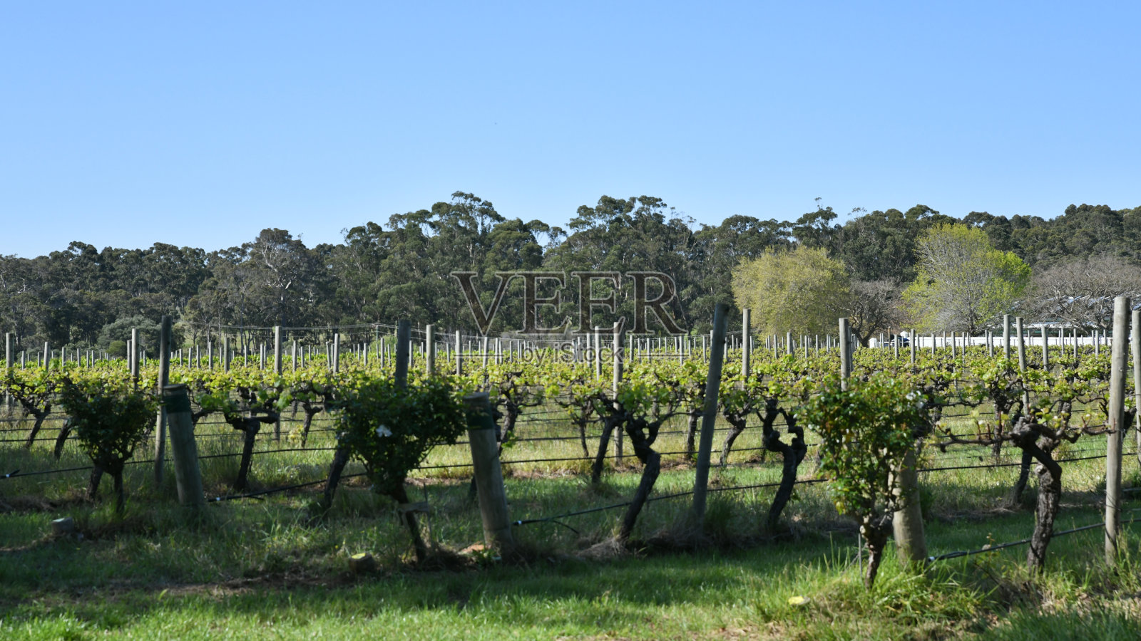 玛格丽特河附近的Voyager葡萄酒庄园(西澳)照片摄影图片