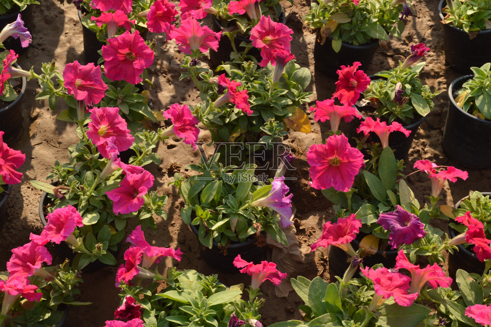 花Am 39照片摄影图片