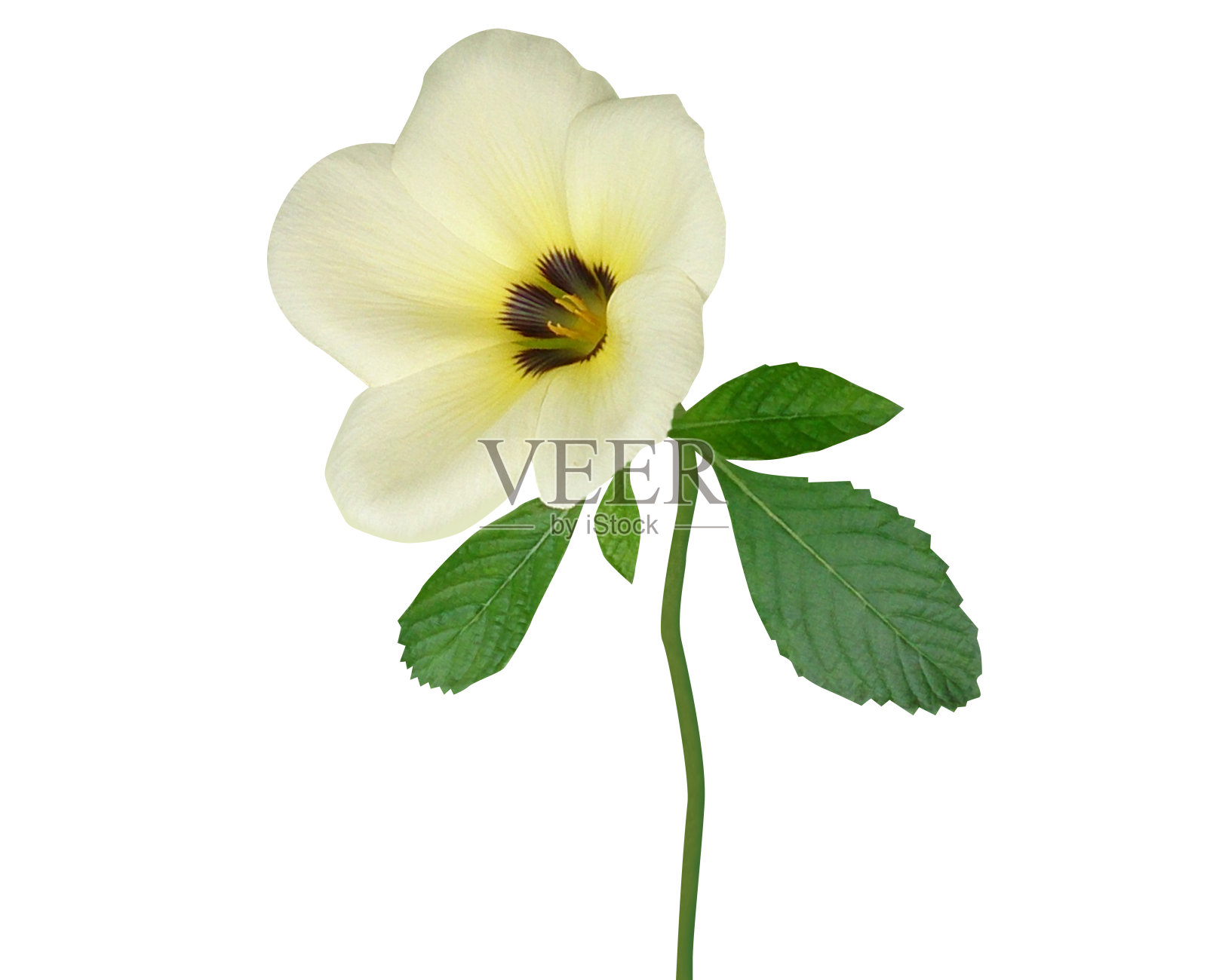 圆叶蕨，白色毛茛或硫桤木照片摄影图片