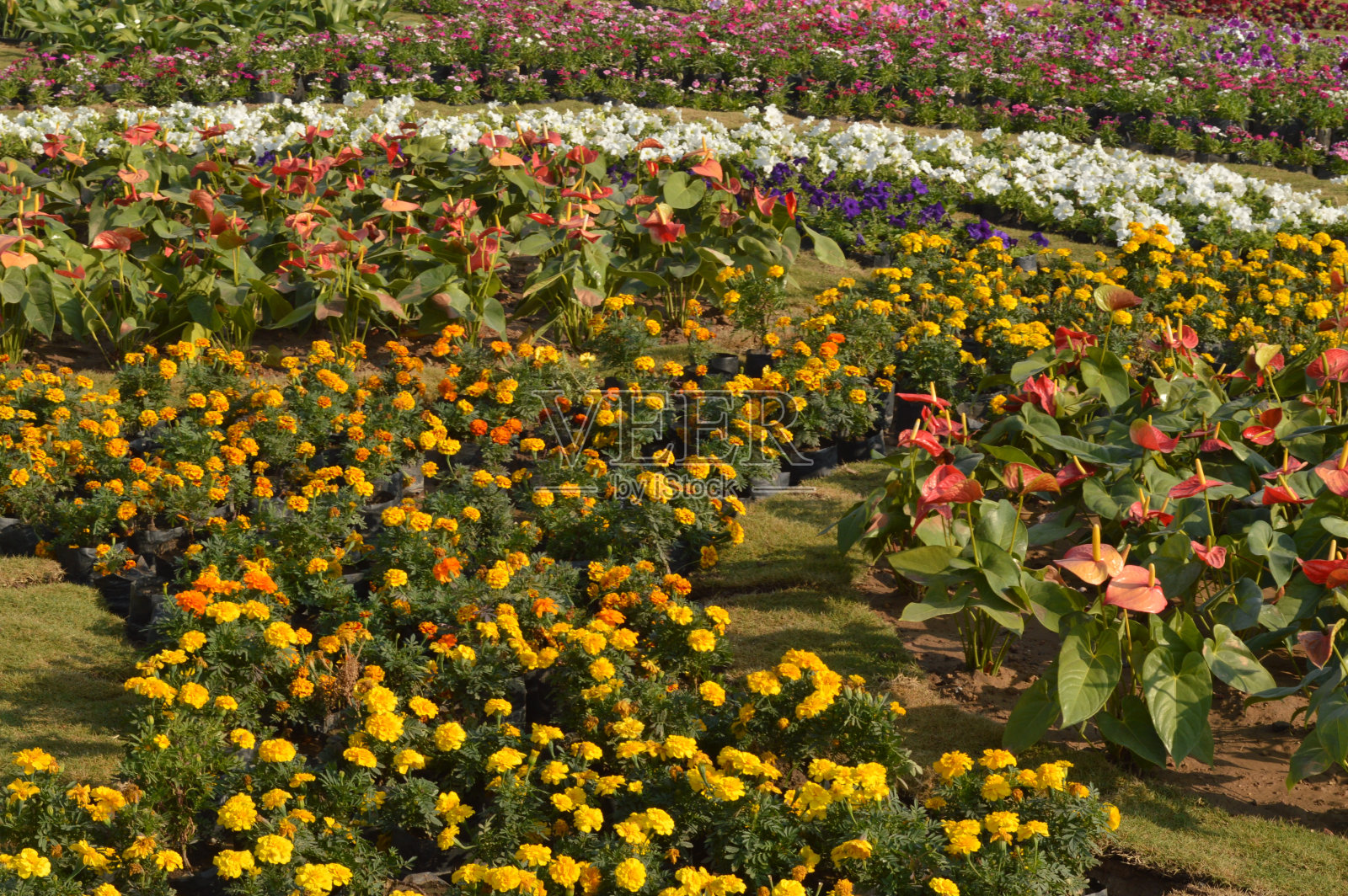 Flower Am 57照片摄影图片