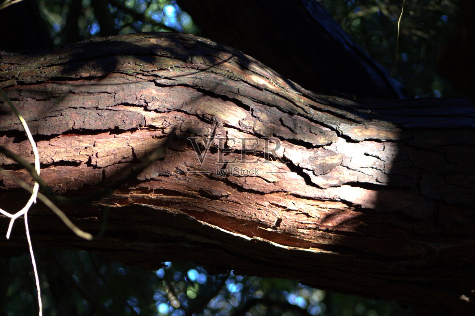英国的冬天照片摄影图片