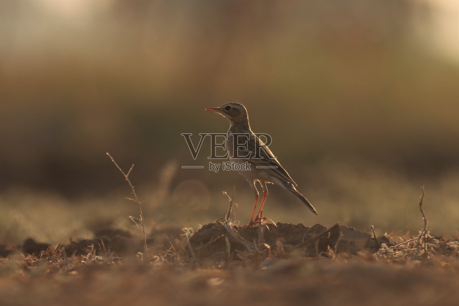 一只褐色的鸟栖息在地上。稻田田云雀。东方田云雀。Anthus rufulus。照片摄影图片