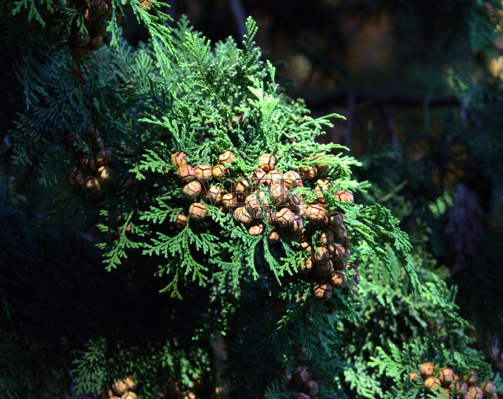 英国的冬天照片摄影图片