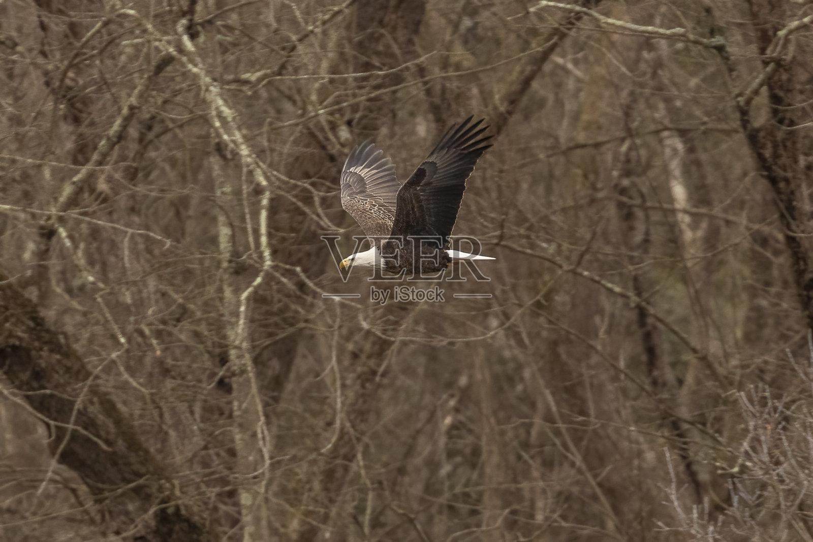 秃鹰飞过特拉华水口国家游乐区的河流照片摄影图片