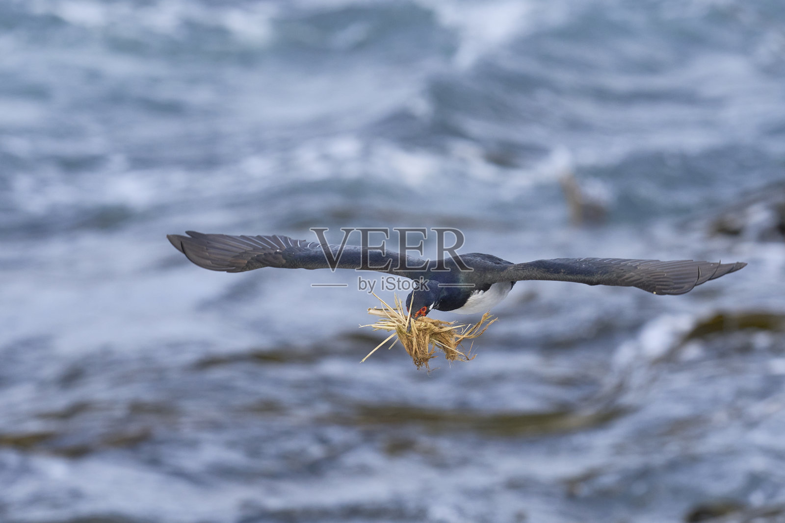 Rock Shag在飞行中照片摄影图片