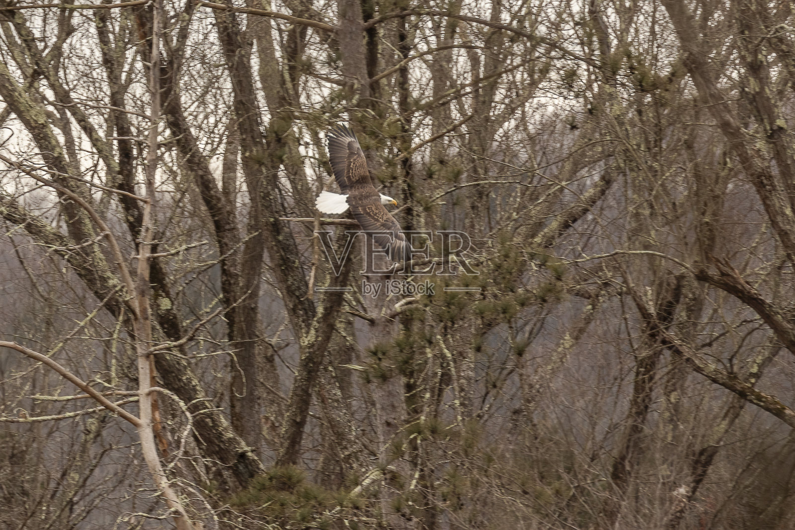 秃鹰飞过特拉华水口国家娱乐区的河流照片摄影图片
