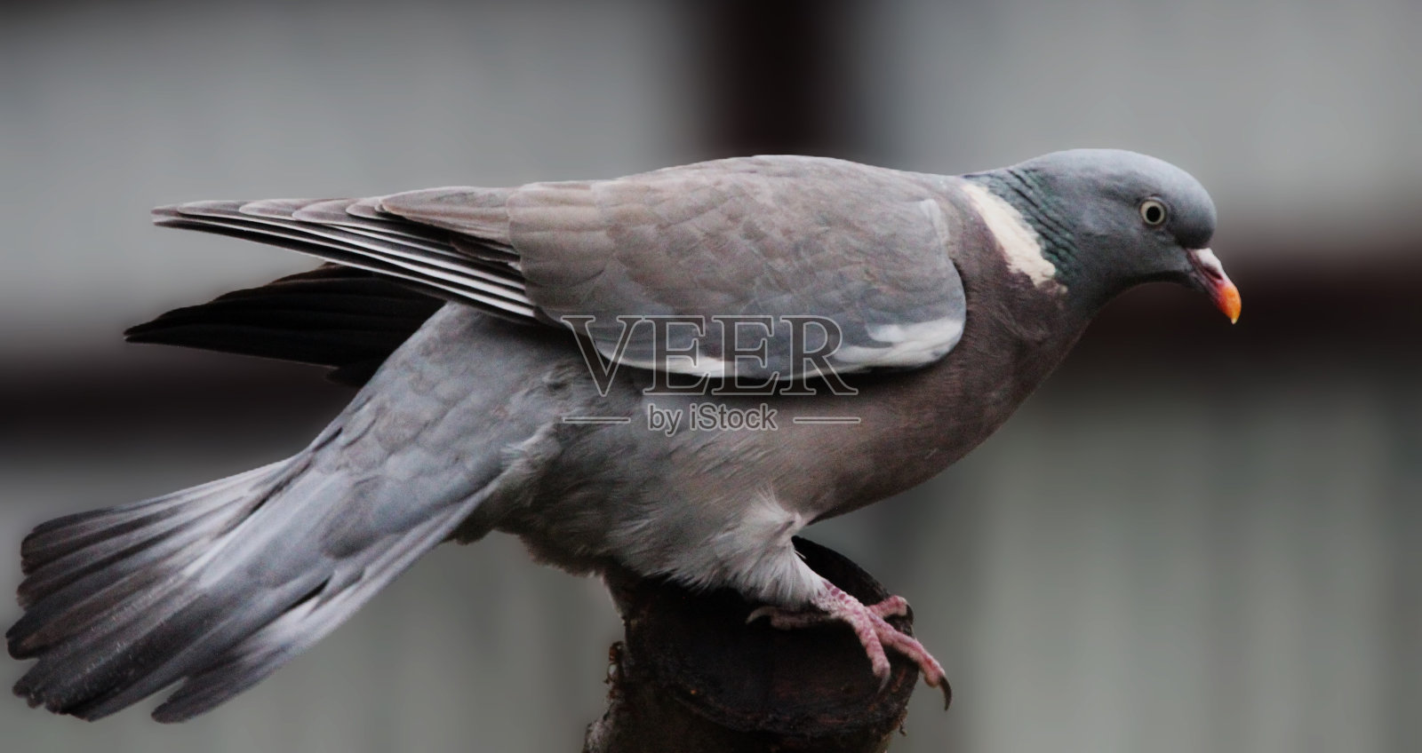 英国有领鸽子照片摄影图片
