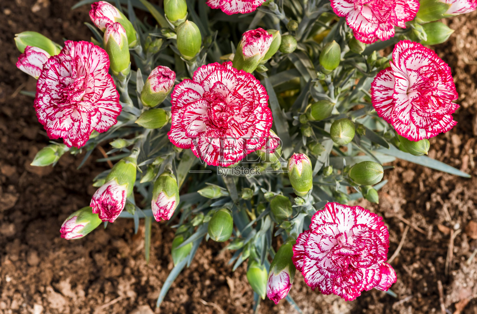 粉红色和白色石竹，石竹花，花束。照片摄影图片