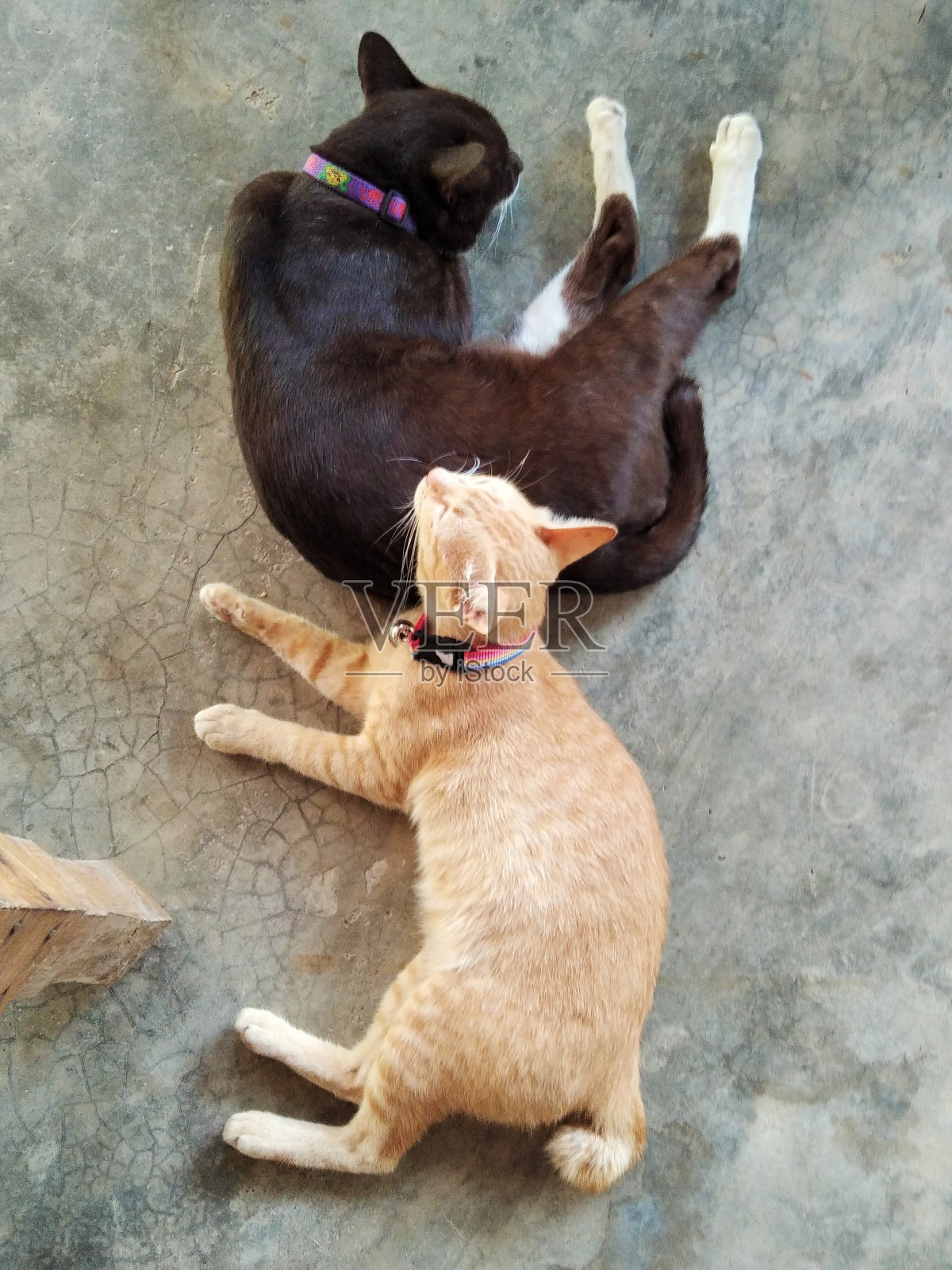 猫照片摄影图片