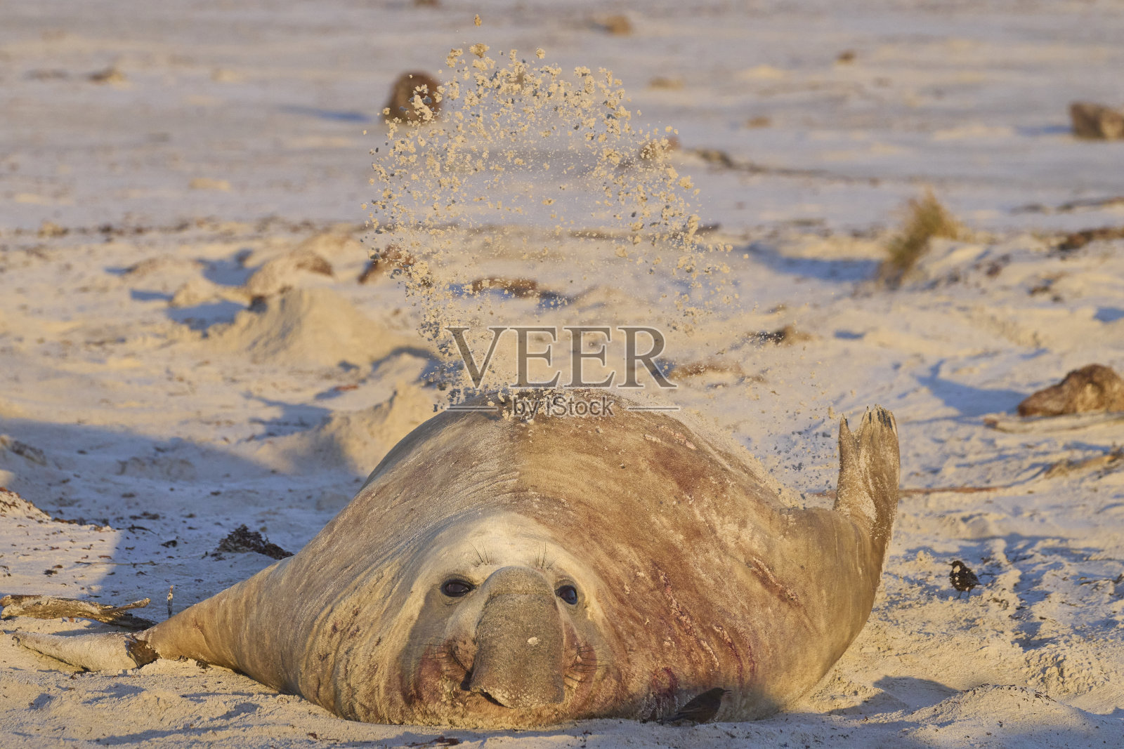 雄性南象海豹照片摄影图片