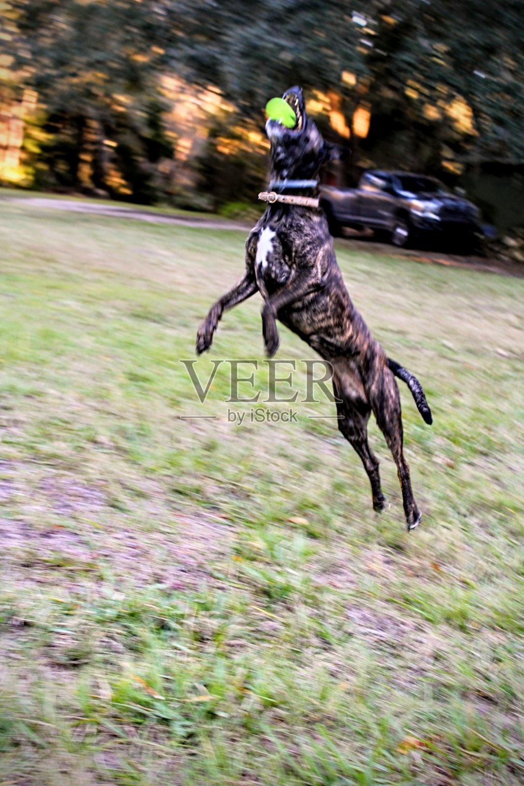 狗接球照片摄影图片