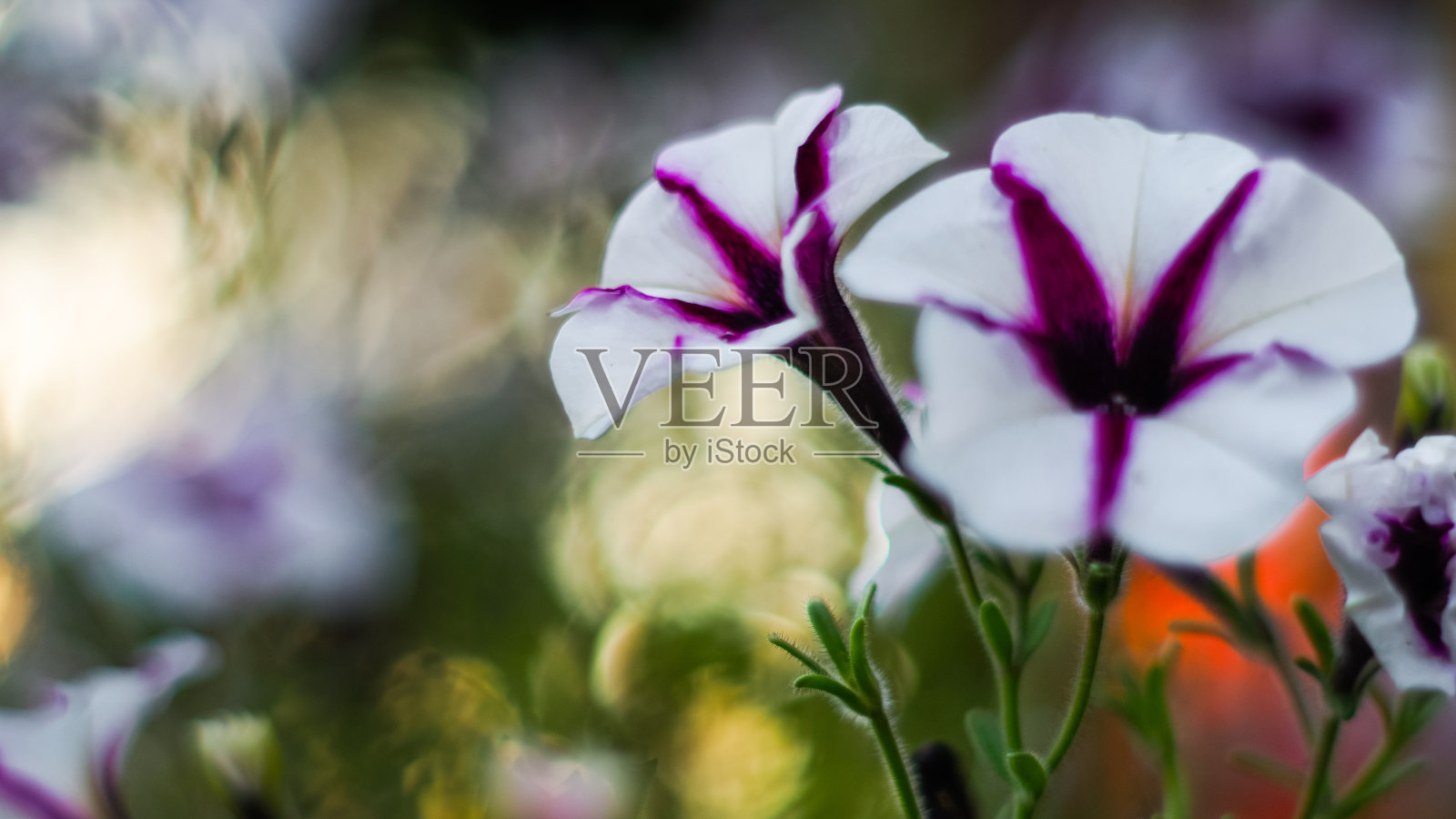 Macrode passimtales de fleurs照片摄影图片