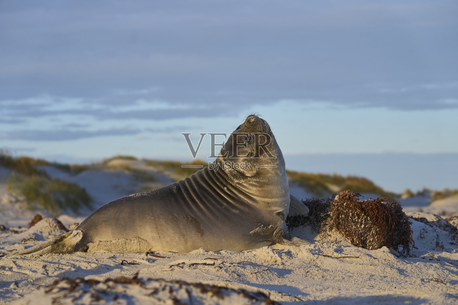 南象海豹幼崽照片摄影图片