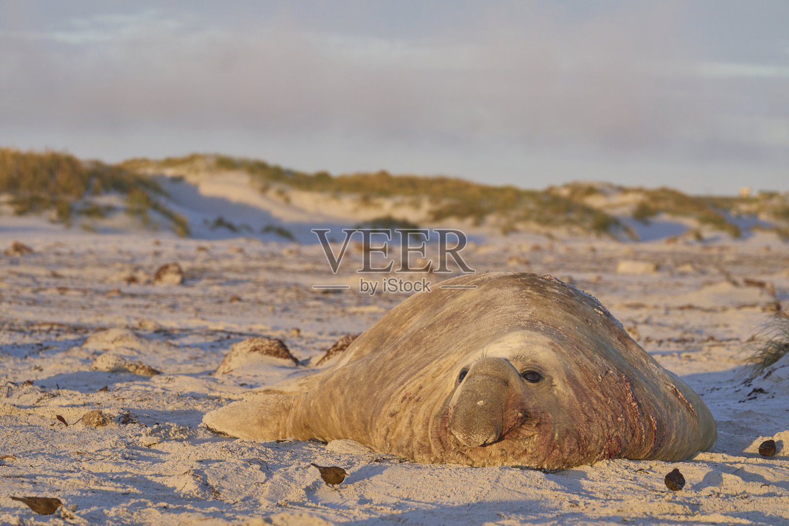雄性南象海豹照片摄影图片