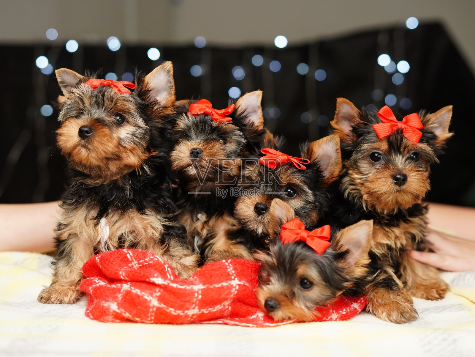 约克夏小猎犬坐在红色毯子上，背景是散景。可爱的小狗头上戴着红色的蝴蝶结，看着镜头照片摄影图片