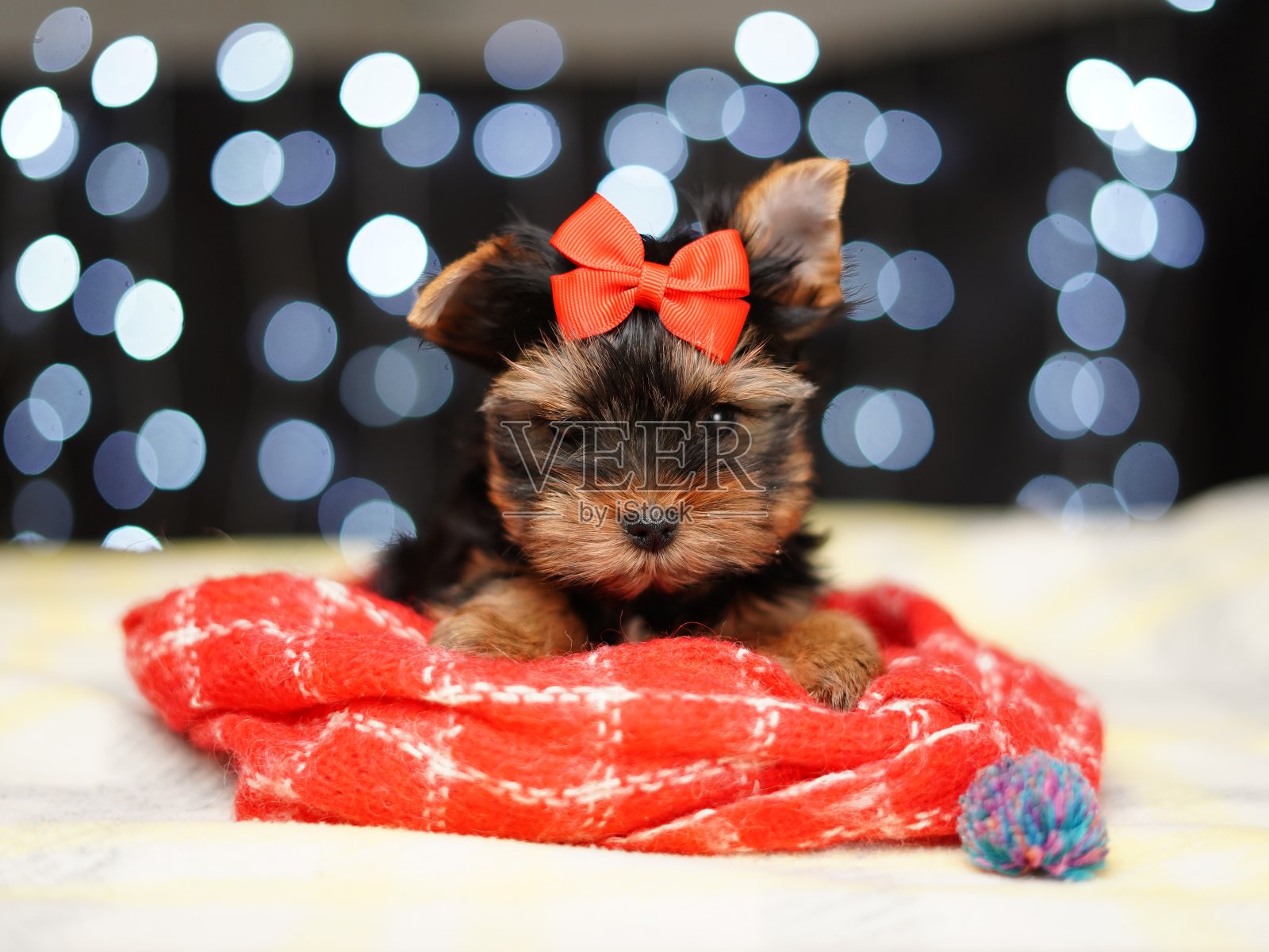 约克夏小猎犬坐在红色毯子上，背景是散景。可爱的小狗，头上戴着红色的蝴蝶结，看着镜头。家养宠物照片摄影图片