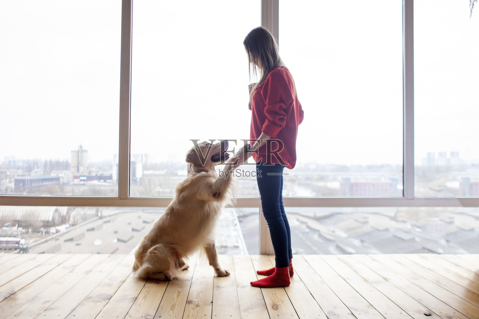 年轻的女孩教狗命令给爪子，女人站在金毛猎犬和握住他的爪子照片摄影图片