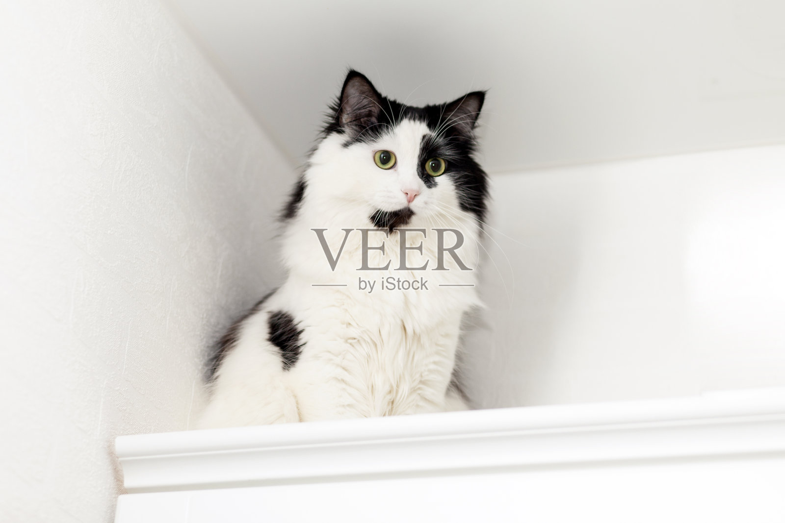 一只长着绿眼睛的黑白相间的猫坐在壁橱的顶部，望着别处的拷贝空间照片摄影图片