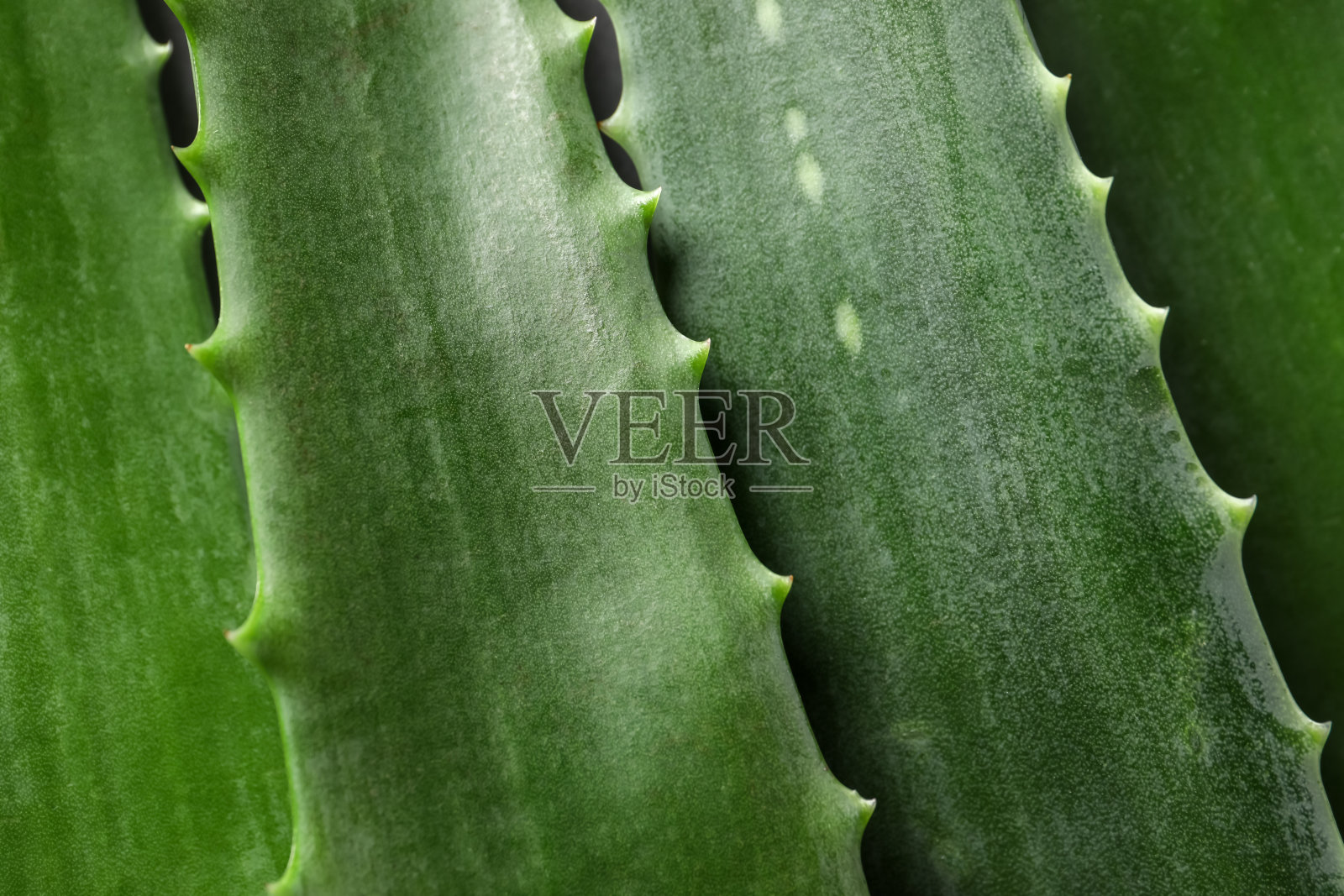 新鲜芦荟叶作为背景，特写照片摄影图片