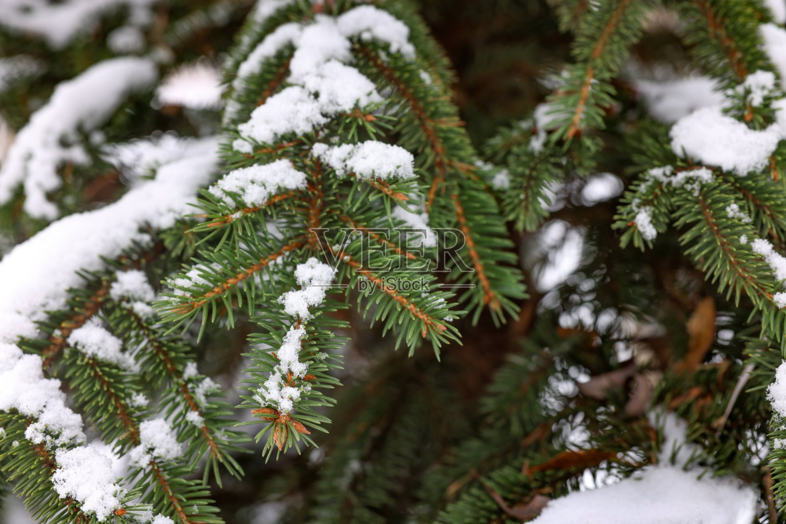 冬天公园里的冷杉树枝被雪覆盖，特写照片摄影图片