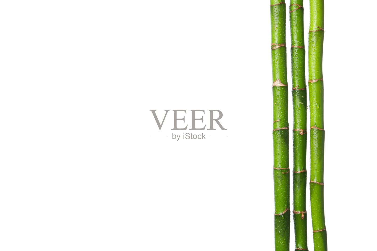 PNG，植物概念-竹子，孤立在白色背景上照片摄影图片