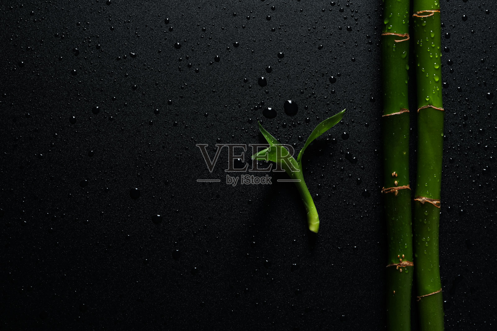 热带和夏季植物的概念-竹子照片摄影图片