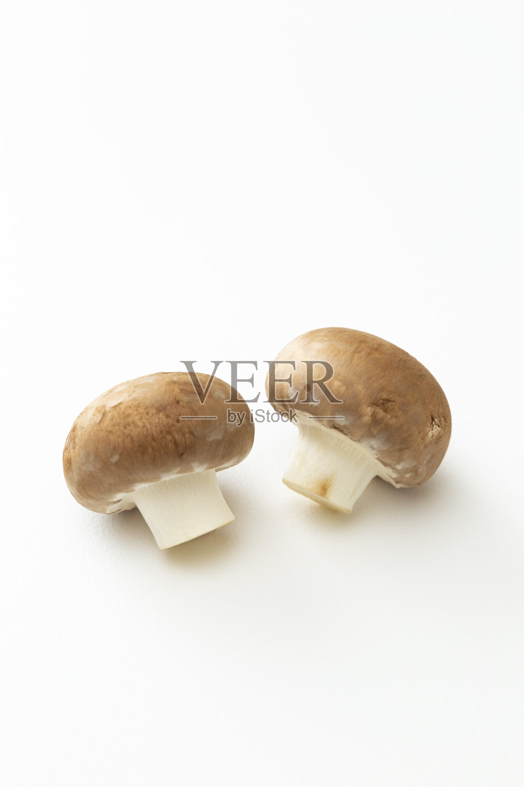 白色背景上的蘑菇。照片摄影图片