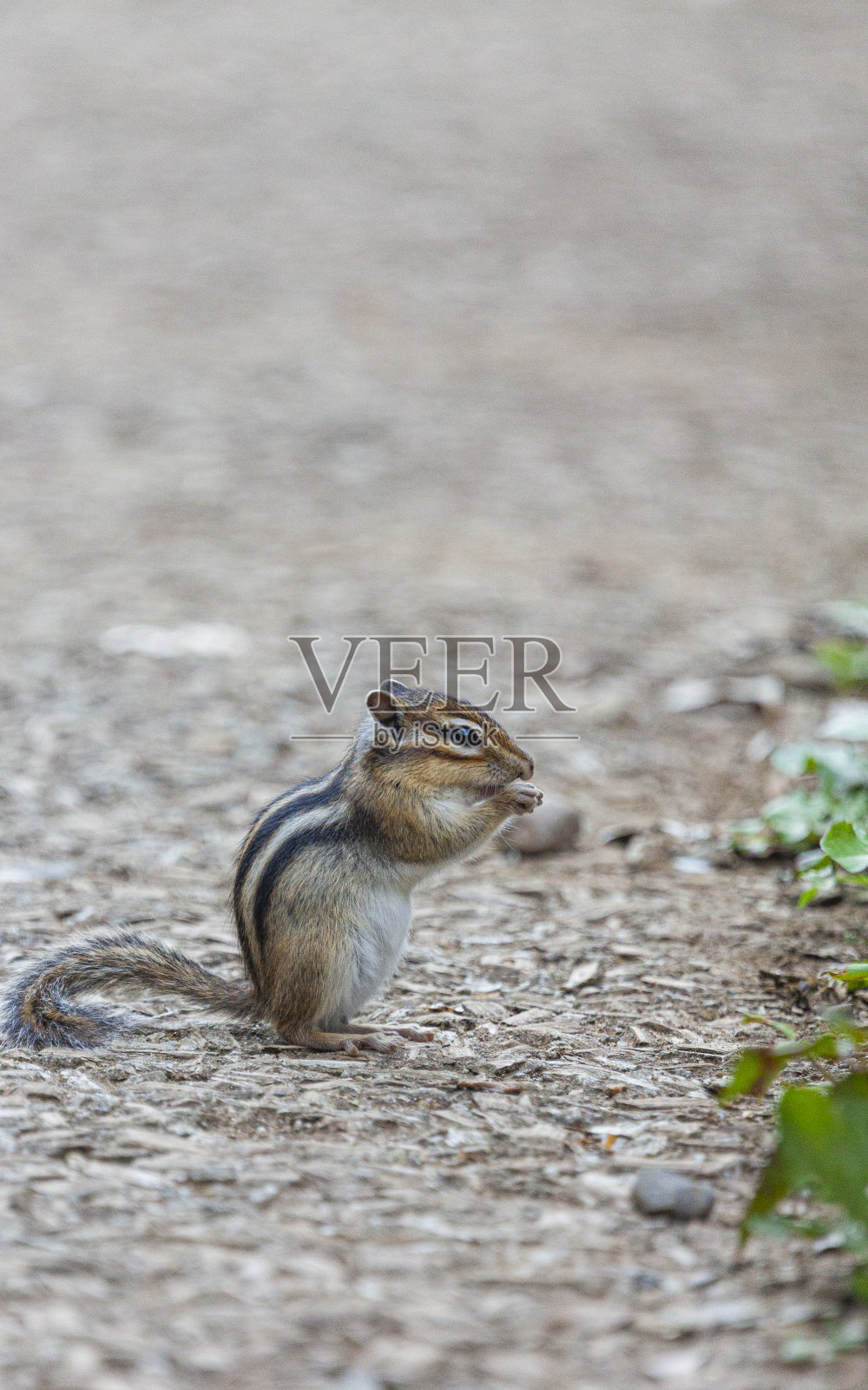 花栗鼠在地上觅食照片摄影图片